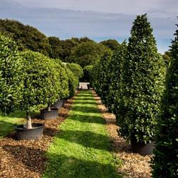 Schrauwen, Oostkamp openingstijden