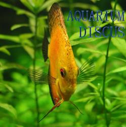 Aquarium Discus, Oostende openingstijden