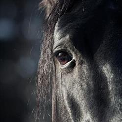 Horse Paradise, Knokke-Heist openingstijden