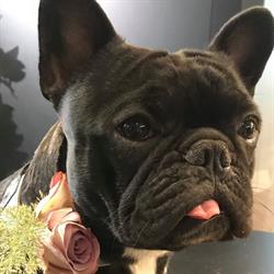 Bloemenatelier Baccara, Brasschaat openingstijden