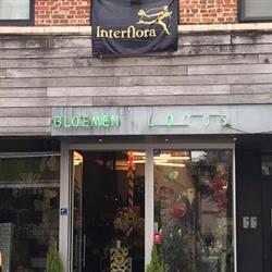 Bloemen Lotus, Diest openingstijden