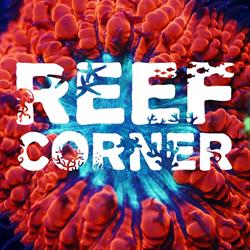 Reef-Corner, Gruitrode openingstijden