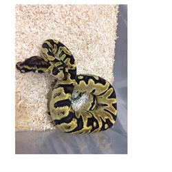 Gekko Reptiles, Lier openingstijden