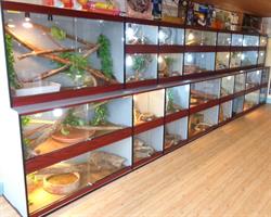 Ile Aux Reptiles (The), Binche openingstijden