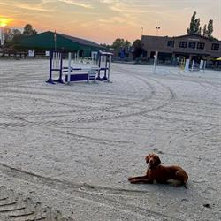 Gerrits Ruitersportcentrum nv, Kortessem openingstijden