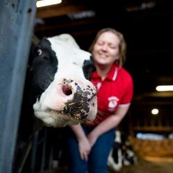 Baliehof kaas- en zuivelboerderij, Jabbeke openingstijden