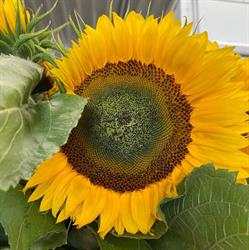 Bloemen Nancy Mols bvba, Ranst openingstijden