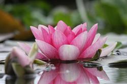 Bloemenatelier Lotus, Zoutleeuw openingstijden