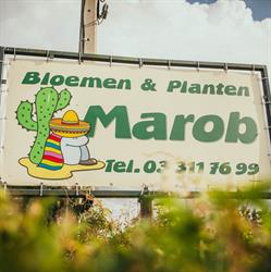 Cactus Marob BVBA, Malle openingstijden