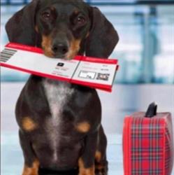 Dirk & Dogs Bvba, Lummen openingstijden
