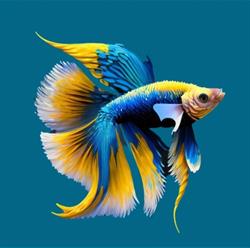 Floraquatic sa, Charleroi openingstijden
