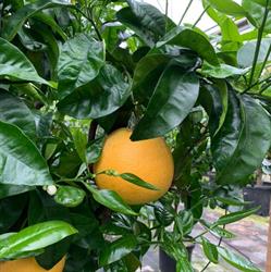 Orangerie Jaeken BVBA, Reet openingstijden