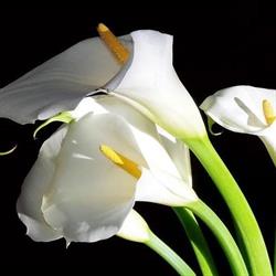 Cinverde Bloembinderij, Kampenhout openingstijden