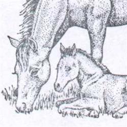Paardenmelkerij 'T Kattenheye, Laarne openingstijden