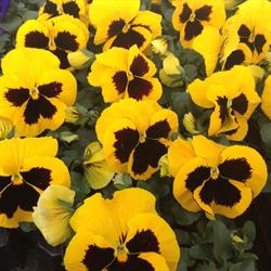 Blondeel bart, Tielt-Winge openingstijden