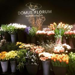 Domus Florum, Aalst openingstijden