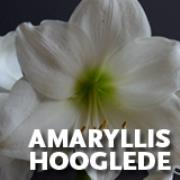 Bloemen Amaryllis, Hooglede openingstijden