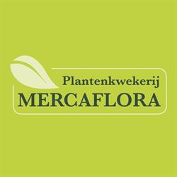 Mercaflora bvba, Kalmthout openingstijden