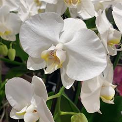 Mondeoflowers, Genk openingstijden