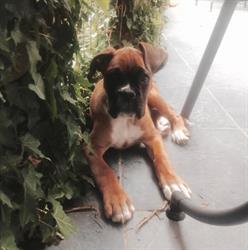 Dierenartsenpr.simard-boeykens, Hamme openingstijden