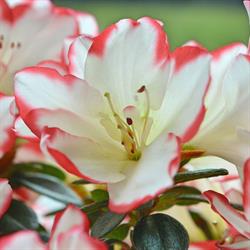 Peerts Horticulture, Lochristi openingstijden