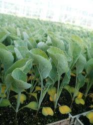 Plantenkwekerij Denolf, Moorslede openingstijden