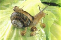Escargotière De Warnant, Anhée openingstijden