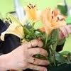 Flor'Alex, Habay openingstijden
