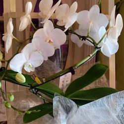 Chlorophylle, Fleuriste, Sambreville openingstijden