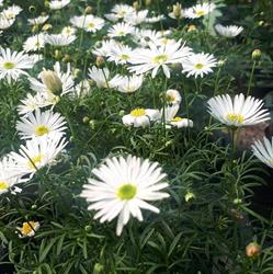 Jardin Des Hespérides, Wanze openingstijden
