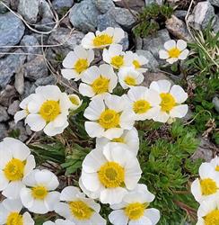 Bloemen Multiflora, Deurne openingstijden