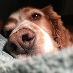Sophie Odent Dierenarts, Deurne openingstijden