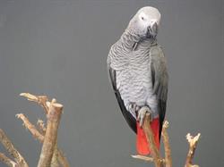 Baby Parrots, 's-Gravenbrakel openingstijden
