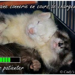 Cody's Ferret Refuge Pour Furet A.s.b.l., Erquelinnes openingstijden