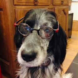 Optique Meunier Thierry, Beaumont openingstijden