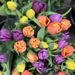 Bloem en Zo B.v.b.a. Knokke Knokke-Heist - openingstijden