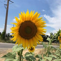 Restaurant Sunflower Deurne Antwerpen - openingstijden