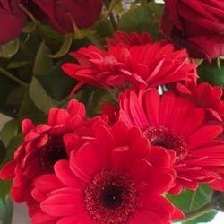 Les Jardins de Fred, Andenne openingstijden