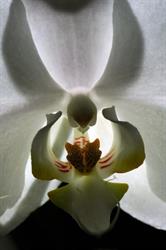 Falenopsis, Boechout openingstijden