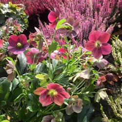 Lesage Fleurs, Bomal-sur-Ourthe openingstijden