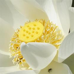 Le Hêtre Pourpre, Hannuit openingstijden