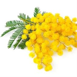 Le Mimosa, Queue-du-Bois openingstijden