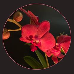 't Bloemenhuisje, Maarkedal openingstijden