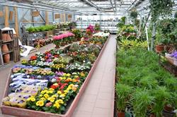 Bloemencenter Van Roy, Zellik openingstijden