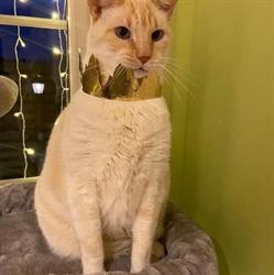 Kattenhotel Sfinx, Oudenburg openingstijden