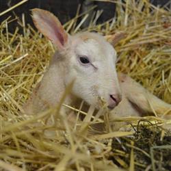 De Stalse Schans, Beringen openingstijden