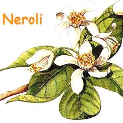 Neroli, Broechem openingstijden
