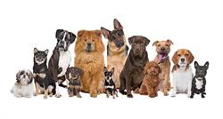 Puppy, Diest openingstijden
