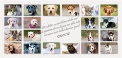 Dierenasiel de Leiestreek Vzw, Zwevegem openingstijden
