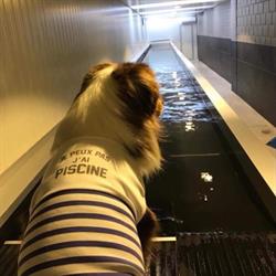 Dog Lover, Kuurne openingstijden
